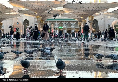 صبح‌های معنوی ضلع جنوبی مسجدالنبی؛ قاب‌هایی از عشق، پرندگان و زیارت