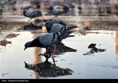صبح‌های معنوی ضلع جنوبی مسجدالنبی؛ قاب‌هایی از عشق، پرندگان و زیارت