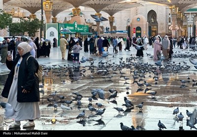 صبح‌های معنوی ضلع جنوبی مسجدالنبی؛ قاب‌هایی از عشق، پرندگان و زیارت