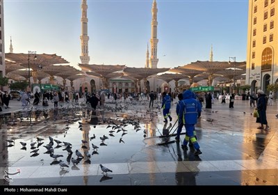 صبح‌های معنوی ضلع جنوبی مسجدالنبی؛ قاب‌هایی از عشق، پرندگان و زیارت