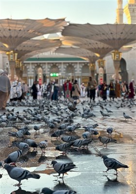 صبح‌های معنوی ضلع جنوبی مسجدالنبی؛ قاب‌هایی از عشق، پرندگان و زیارت