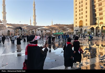 صبح‌های معنوی ضلع جنوبی مسجدالنبی؛ قاب‌هایی از عشق، پرندگان و زیارت
