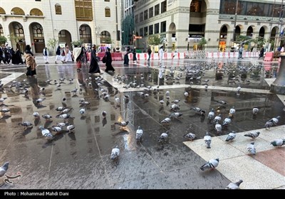 صبح‌های معنوی ضلع جنوبی مسجدالنبی؛ قاب‌هایی از عشق، پرندگان و زیارت