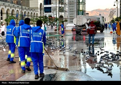 صبح‌های معنوی ضلع جنوبی مسجدالنبی؛ قاب‌هایی از عشق، پرندگان و زیارت