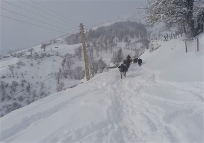 شمالي،بارش،اصفهان،استان،سانتيمتر،سامانه،كاشان