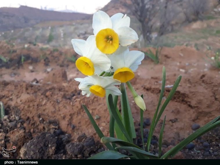 استان لرستان , کشاورزی , پلدختر , 