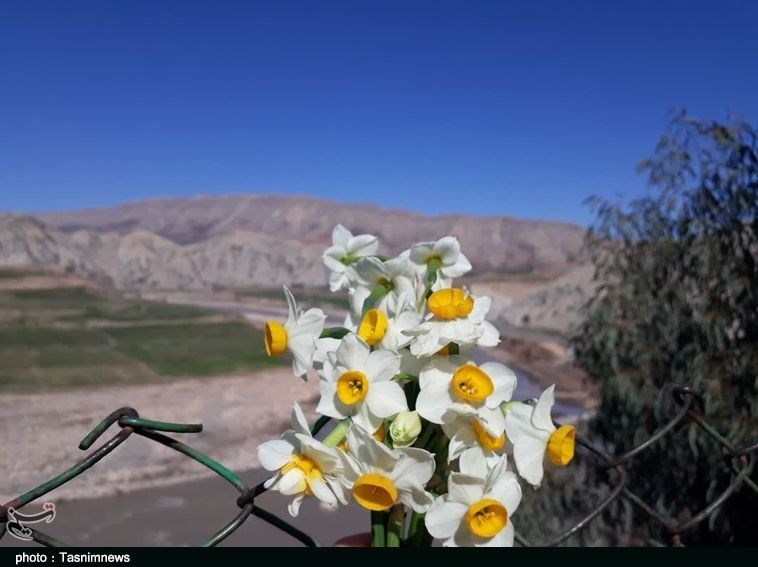 استان لرستان , کشاورزی , پلدختر , 