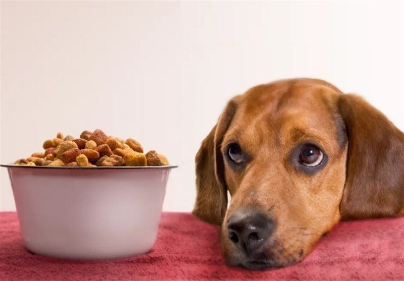 قاچاق 100 میلیاردی خوراک حیوانات خانگی در کردستان