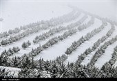 بارش برف در زنجان