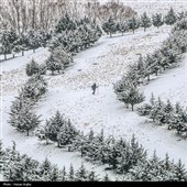 بارش برف در زنجان