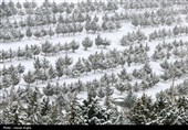 بارش برف در زنجان