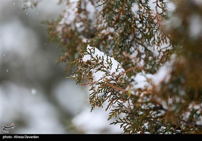 بارش برف در اردبیل