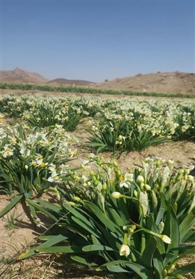 بازدید استاندار خراسان جنوبی از 3 واحد صنعتی شهرستان خوسف