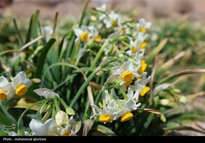 بازدید استاندار خراسان جنوبی از 3 واحد صنعتی شهرستان خوسف