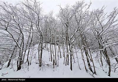 طبیعت برفی مسیر سیاهکل به دیلمان