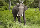 5 Killed, Several Injured in Elephant Attack in India