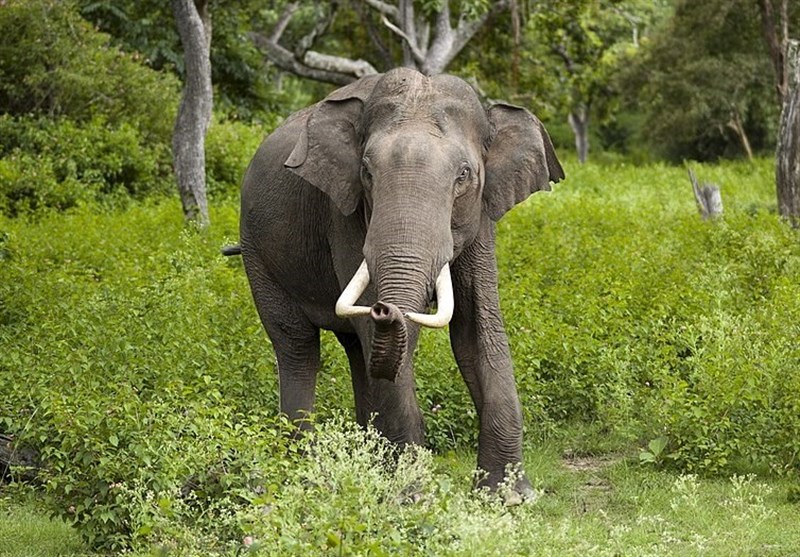 5 Killed, Several Injured in Elephant Attack in India