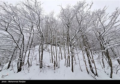 Зимняя природа Ирана - Дорога Сияхкал-Дейламан