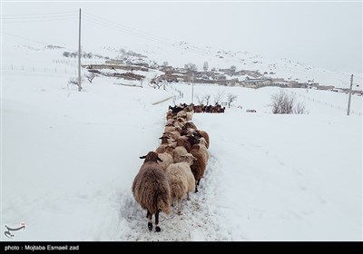 طبیعت برفی روستاهای بخش انزل ارومیه