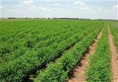 همکاری خراسان جنوبی و فراه افغانستان زمینهساز توسعه اقتصادی
