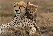 ایران چگونه گونههای جانوری را فریز میکند؟