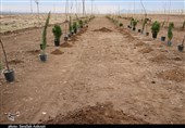 تولید و کشت 3.7 میلیون نهال در اراضی استان بوشهر