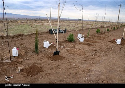روز درختکاری در کرمان