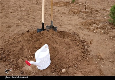 روز درختکاری در کرمان