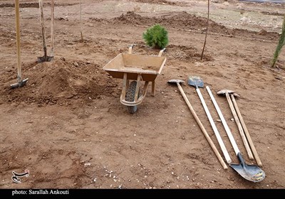 روز درختکاری در کرمان