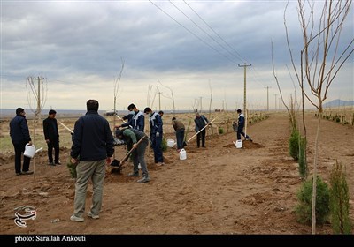 روز درختکاری در کرمان