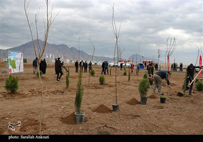 روز درختکاری در کرمان