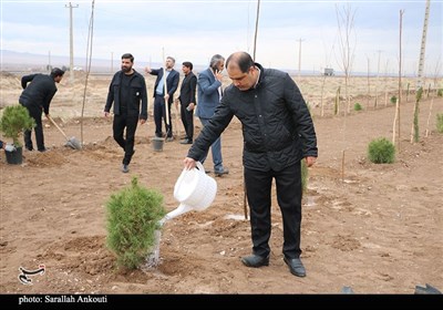 روز درختکاری در کرمان