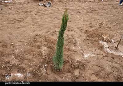 مراسم روز درختکاری در مدارس لرستان