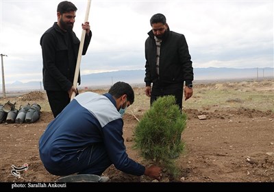 روز درختکاری در کرمان