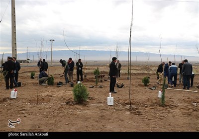 روز درختکاری در کرمان