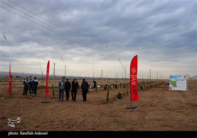 روز درختکاری در کرمان