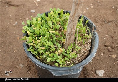 روز درختکاری در کرمان