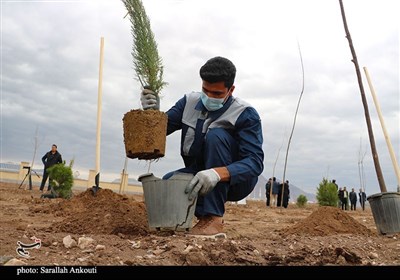 روز درختکاری در کرمان