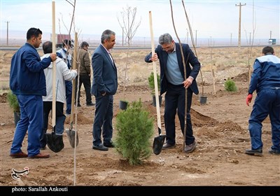 روز درختکاری در کرمان