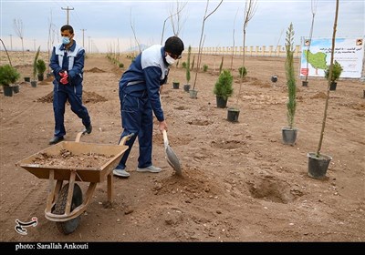 روز درختکاری در کرمان