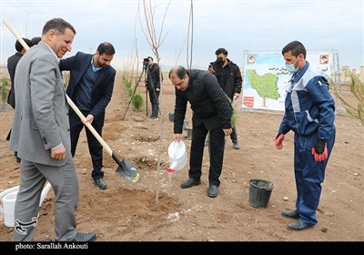 روز درختکاری در کرمان
