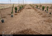 کمربند سبز و باغشهر در مسیر احیای محیطزیست خرمآباد