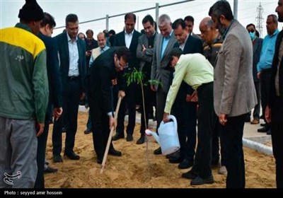 کاشت 2 هزار نهال در معابر شهری بوشهر