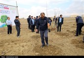 آیین کاشت هزار اصله نهال در نیروگاه برق شهید مفتح همدان