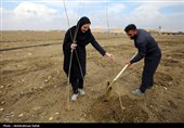 آیین کاشت هزار اصله نهال در نیروگاه برق شهید مفتح همدان