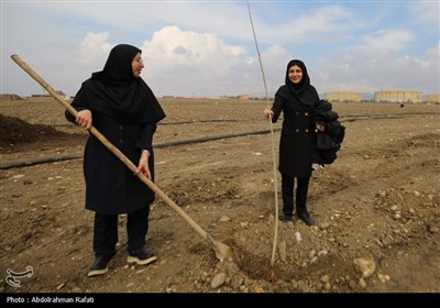 آیین کاشت هزار اصله نهال در نیروگاه برق شهید مفتح همدان