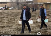 آیین کاشت هزار اصله نهال در نیروگاه برق شهید مفتح همدان