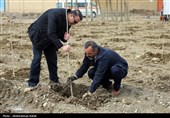 آیین کاشت هزار اصله نهال در نیروگاه برق شهید مفتح همدان
