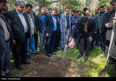 غرس 20 هزار اصله نهال در کرمانشاه