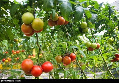 سفر رئیس جمهور به شهرهای استان تهران